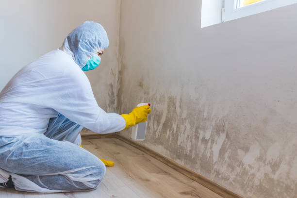Licensed Mold Remediation service in Riverdale, IL - WQB Mold Removal